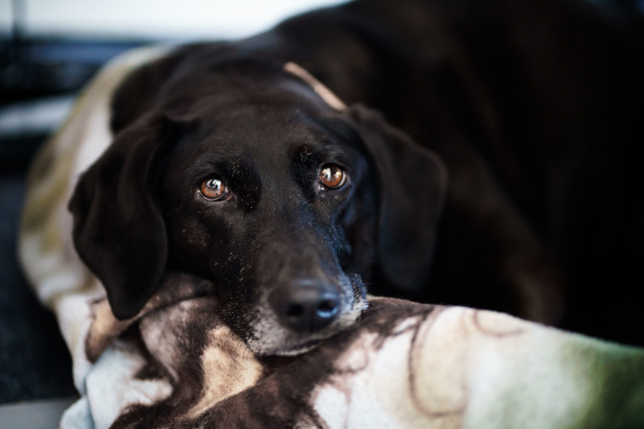 Hund, schlafend auf der Decke