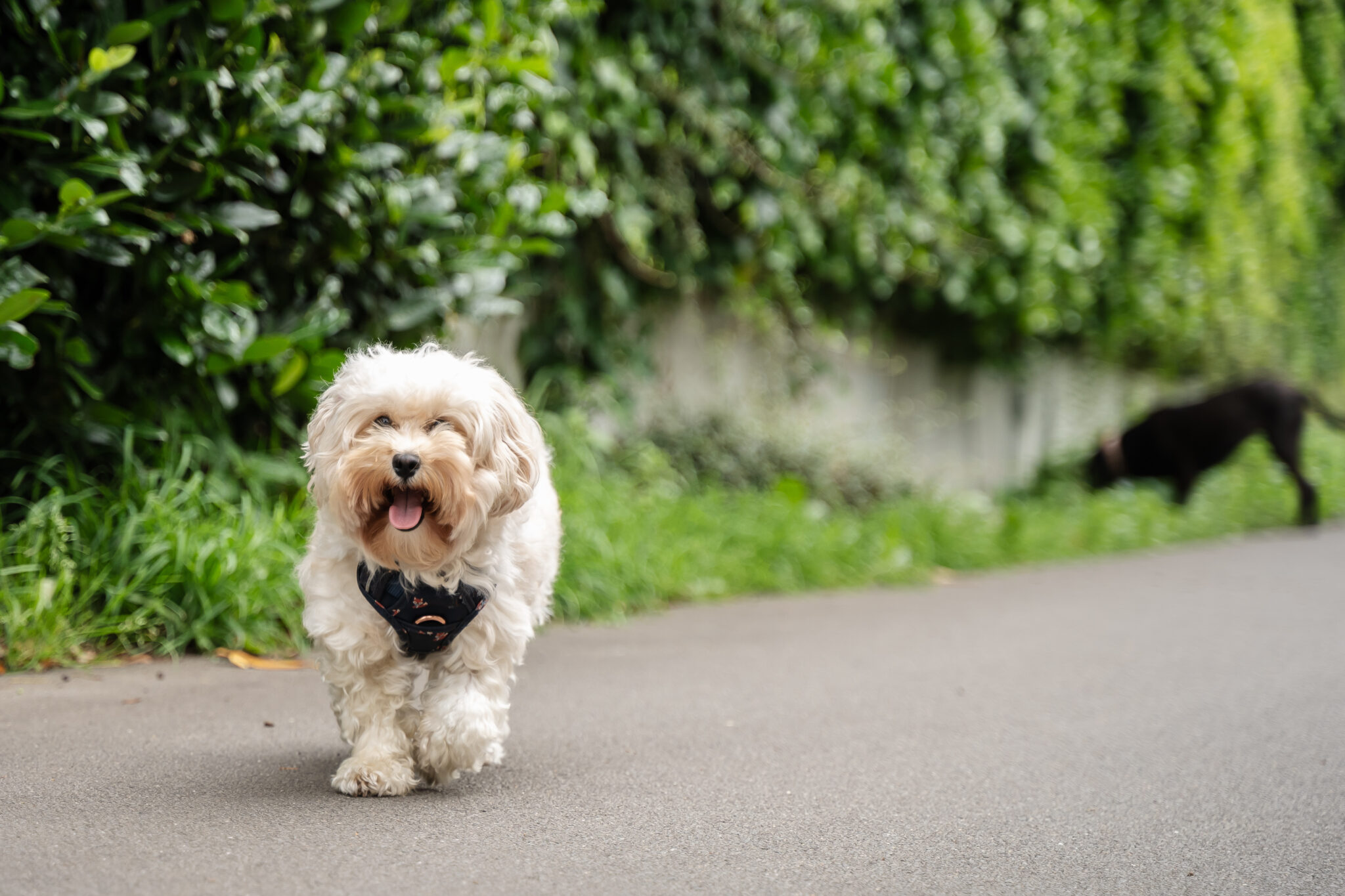 ein Hund läuft auf einen Weg entlang